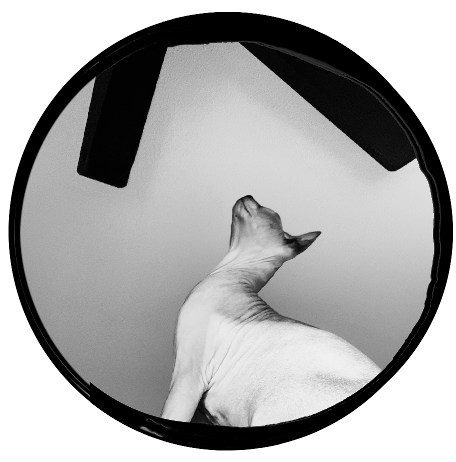 Photo of a sometimes annoying Sphynx cat