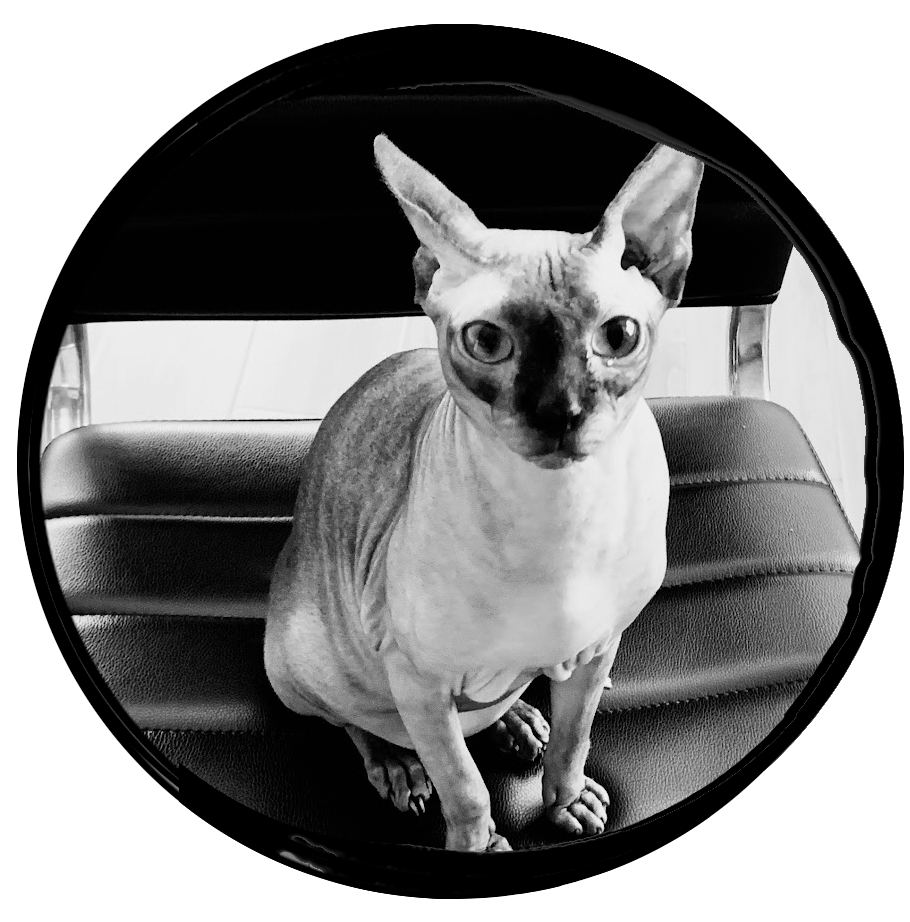 Photo of an often annoying Sphynx cat