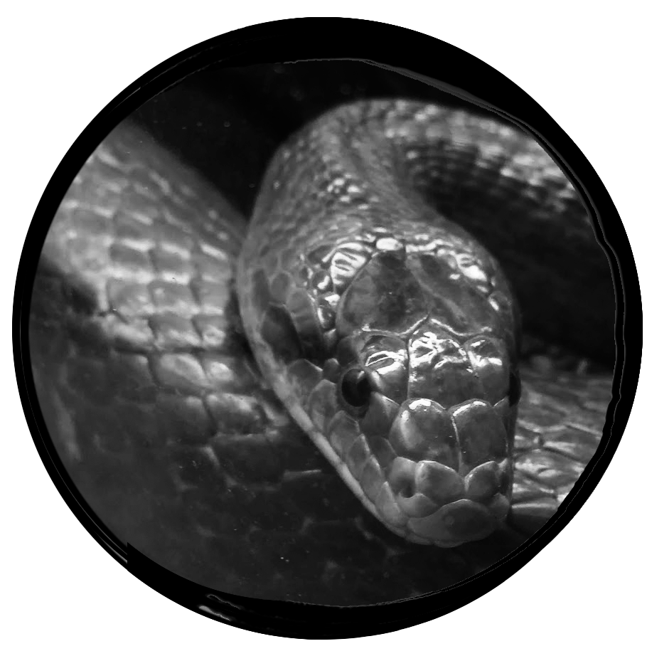 Photo of a pet snake